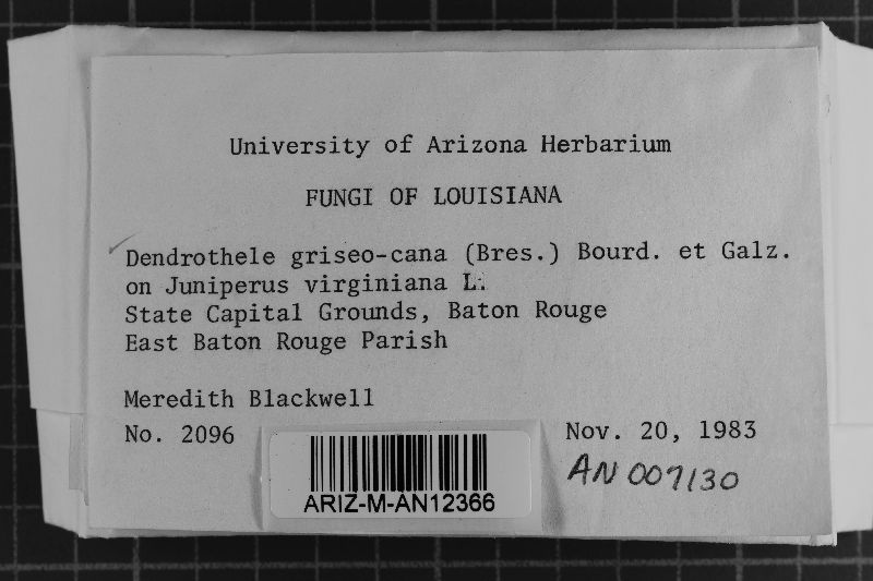 Dendrothele griseocana image