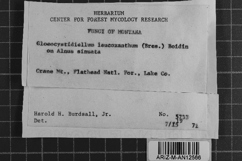 Gloeocystidiellum leucoxanthum image