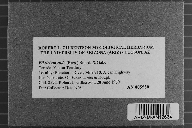 Fibricium rude image