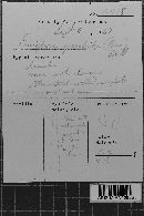 Fibricium rude image