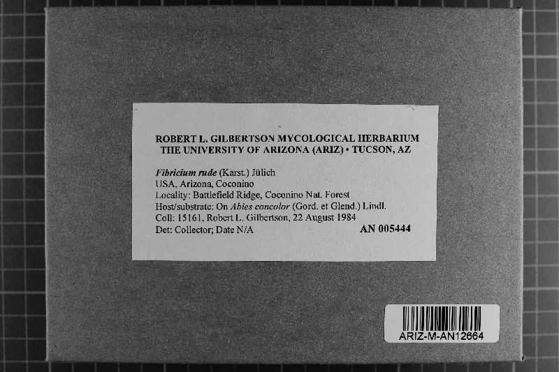 Fibricium rude image