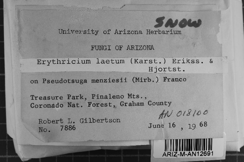 Erythricium laetum image