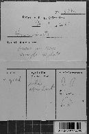 Pseudochaete tabacina image