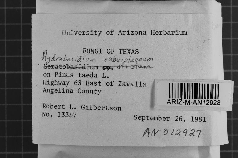 Scotomyces subviolaceus image