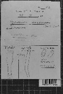 Hyphoderma amoenum image