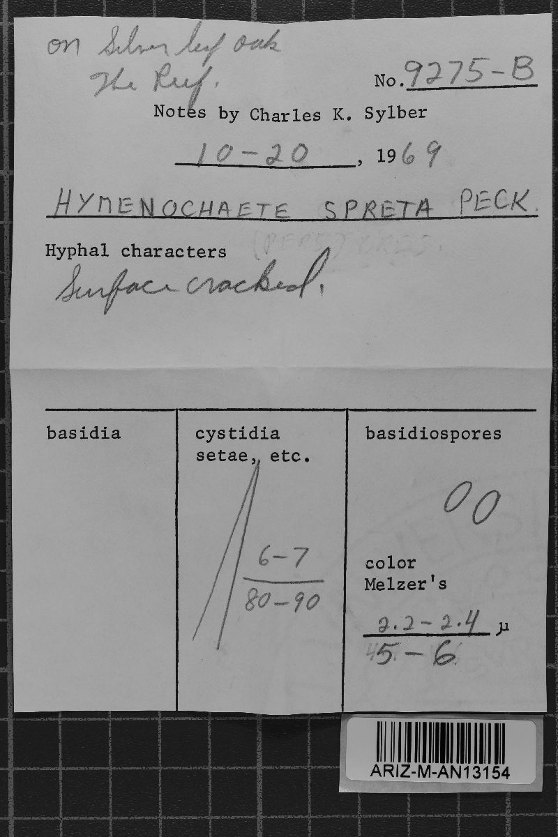 Hymenochaete spreta image