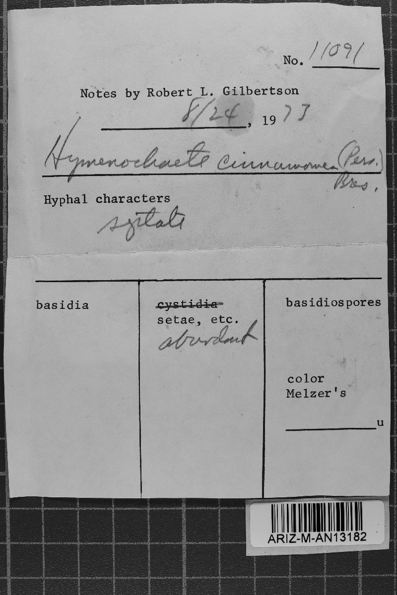 Hymenochaete cinnamomea image