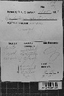 Peniophorella praetermissa image