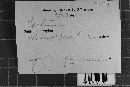 Peniophorella praetermissa image