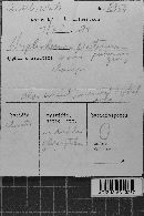 Peniophorella praetermissa image