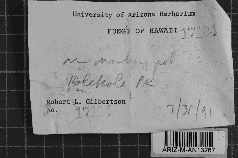 Peniophorella praetermissa image