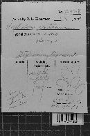 Peniophorella praetermissa image