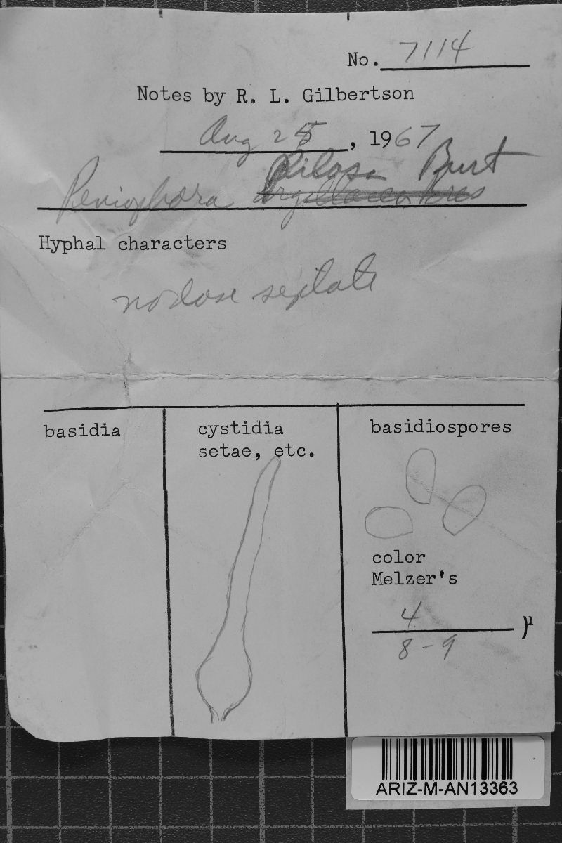 Hyphoderma pilosum image