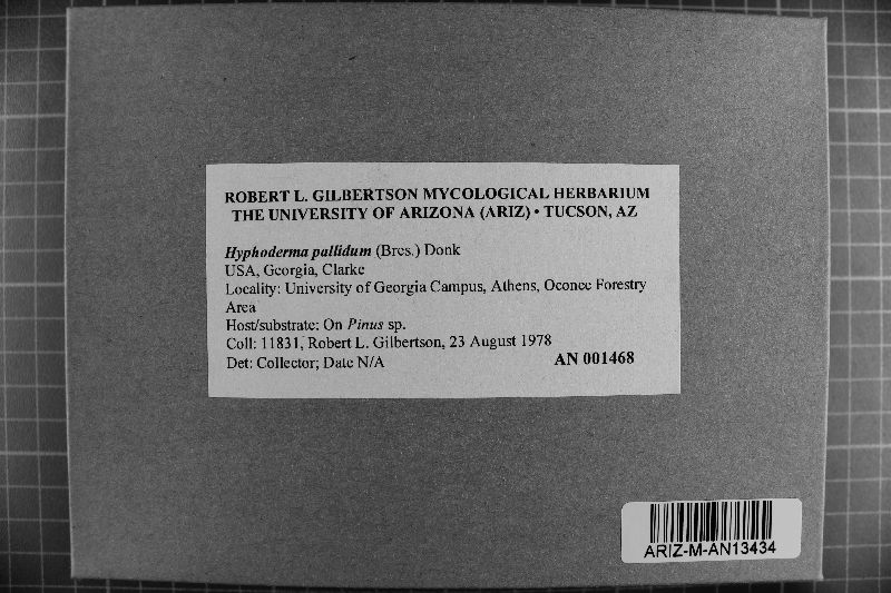 Peniophorella pallida image