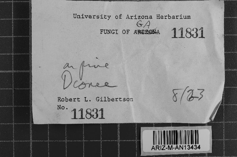 Peniophorella pallida image