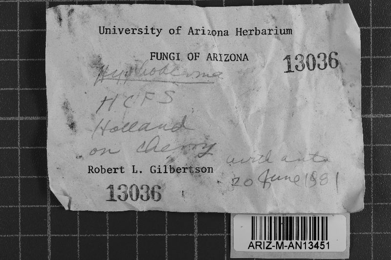 Peniophorella pubera image