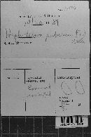 Peniophorella pubera image