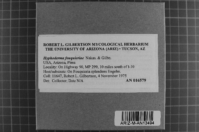 Rhizochaete fouquieriae image
