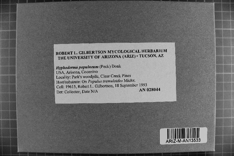 Mutatoderma populneum image