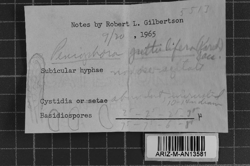 Peniophorella guttulifera image