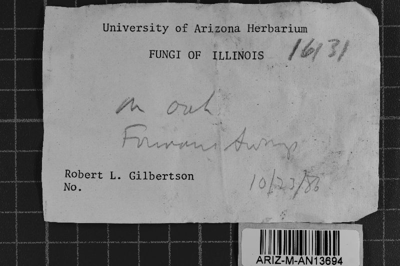 Hyphoderma roseocremeum image