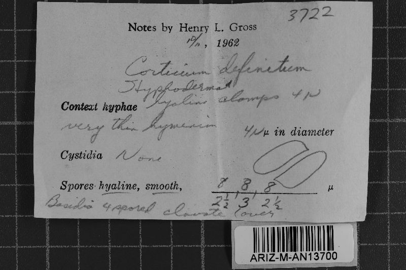 Hyphoderma definitum image