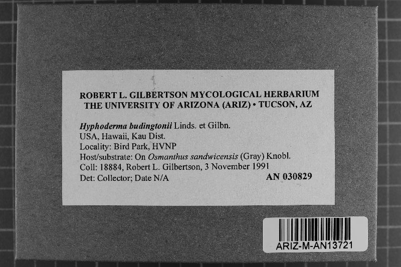Hyphoderma budingtonii image