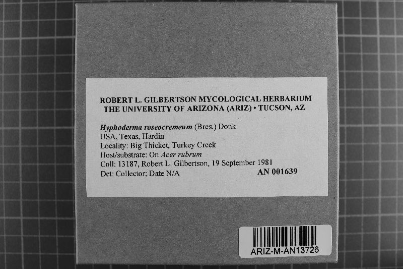 Hyphoderma roseocremeum image