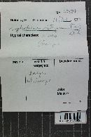 Hyphoderma setigerum image