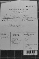 Hyphoderma setigerum image