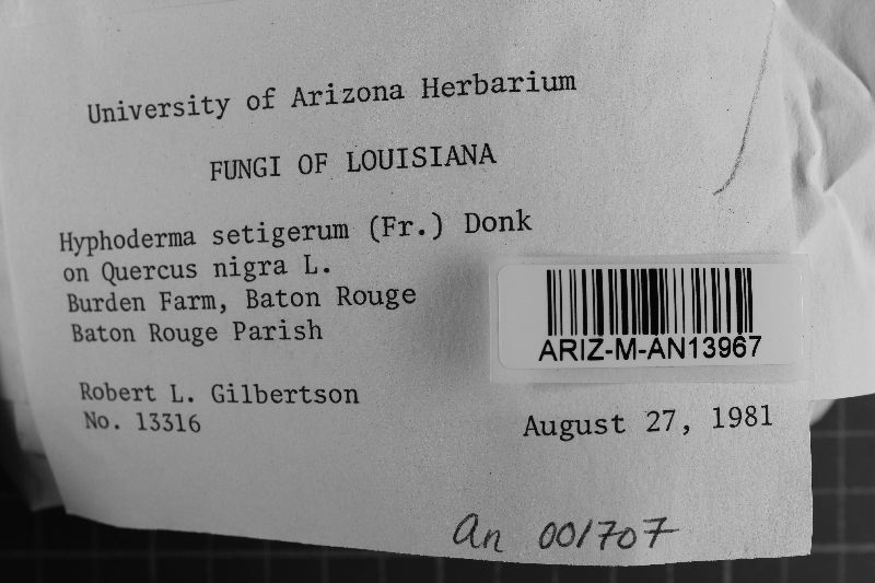 Hyphoderma setigerum image