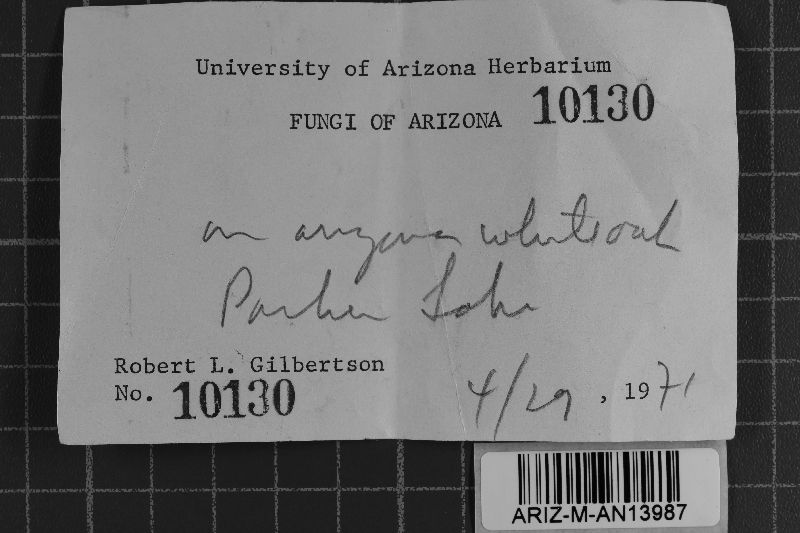 Hyphoderma setigerum image