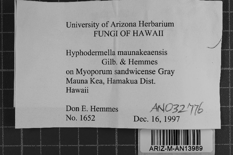 Hyphodermella maunakeaensis image