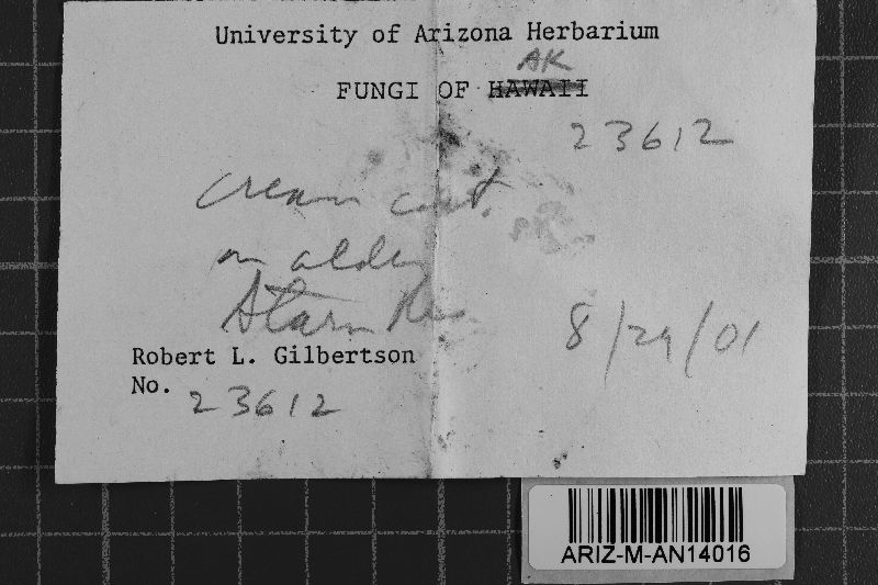 Hyphoderma occidentale image