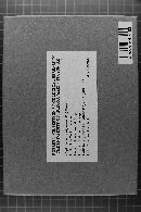 Hyphoderma setigerum image