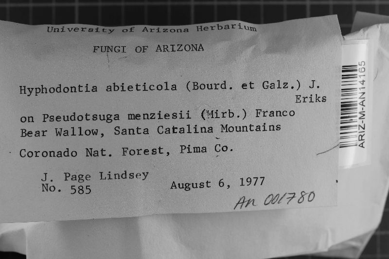 Hyphodontia abieticola image