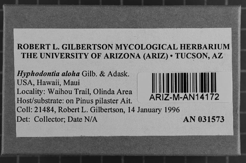 Hyphodontia aloha image