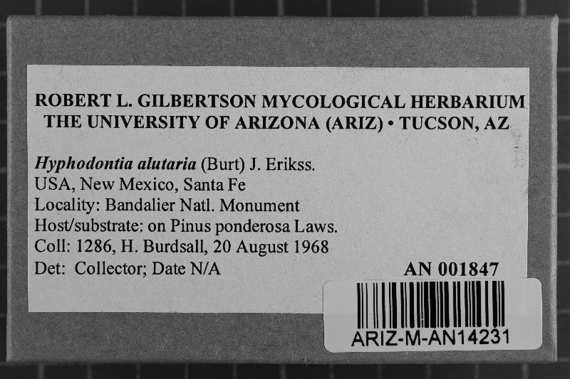 Hyphodontia alutaria image