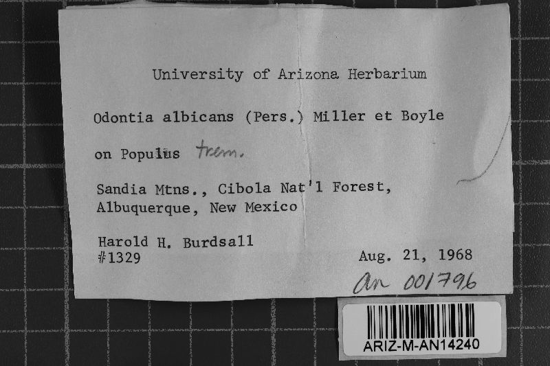 Basidioradulum crustosum image