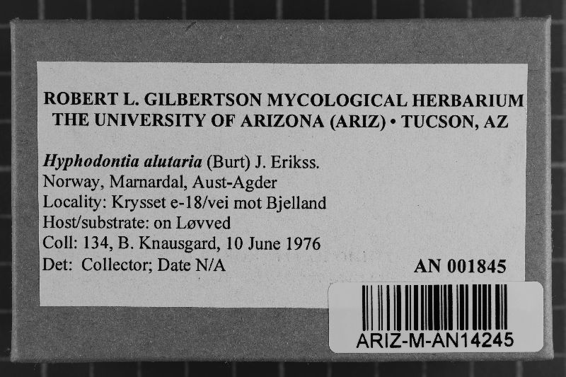 Hyphodontia alutaria image