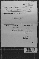 Hyphodontia arguta image