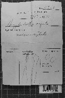 Hyphodontia arguta image