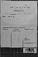 Hyphodontia arguta image