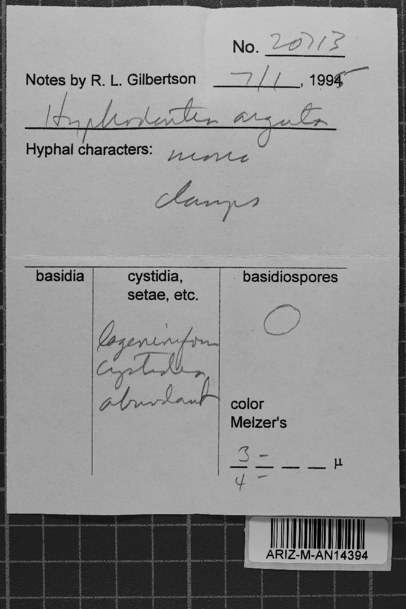 Hyphodontia arguta image