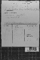 Hyphodontia breviseta image