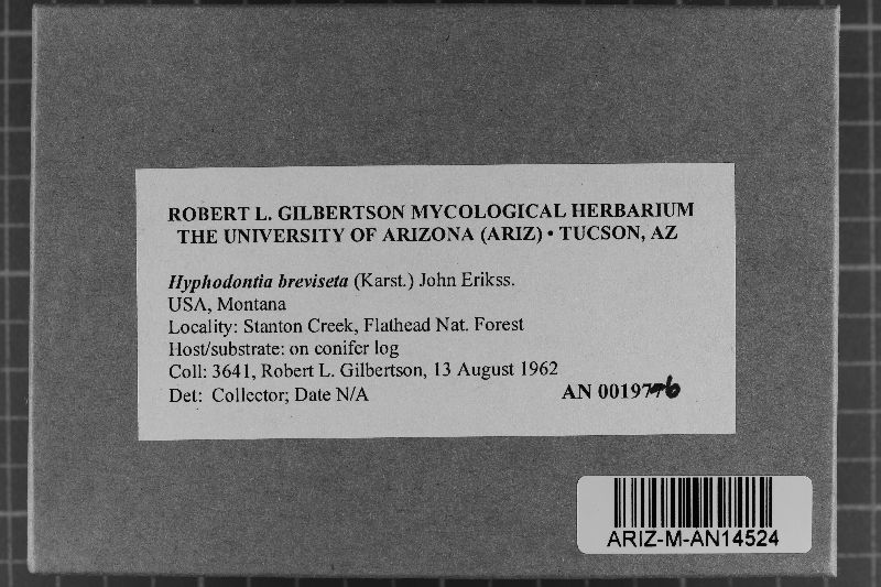 Hyphodontia breviseta image