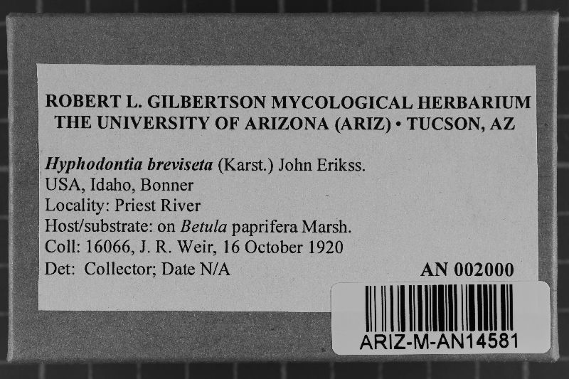 Hyphodontia breviseta image