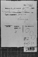 Hypochnicium lundellii image