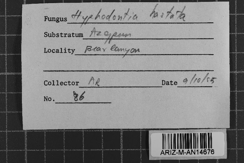 Hastodontia hastata image