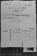 Hastodontia hastata image